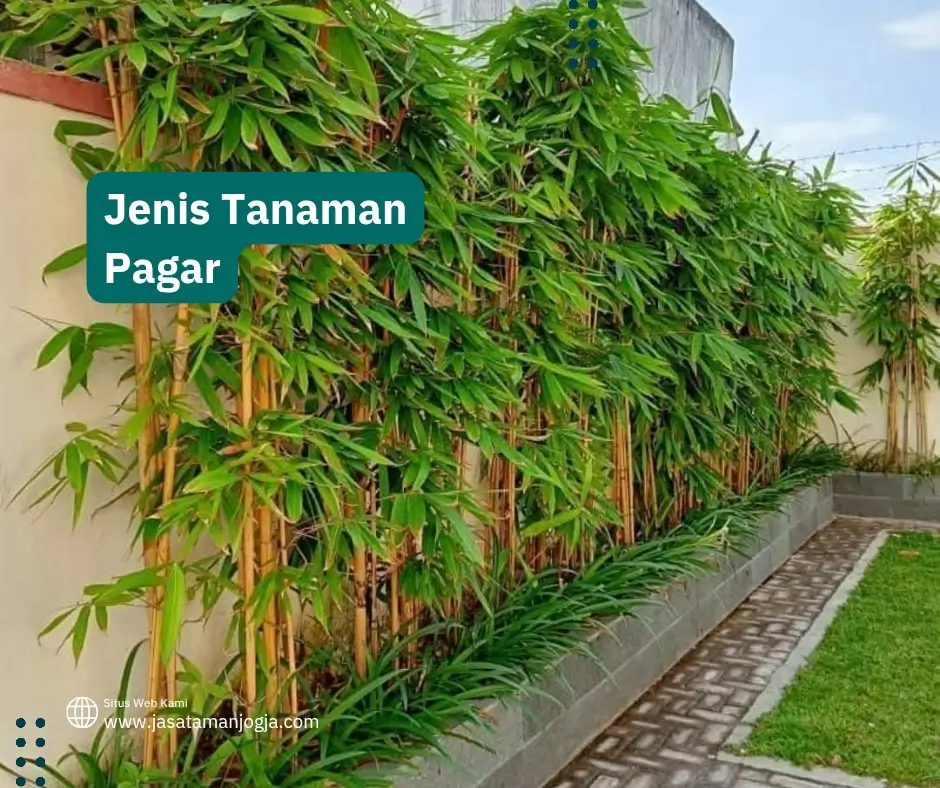 Jenis Tanaman Pagar