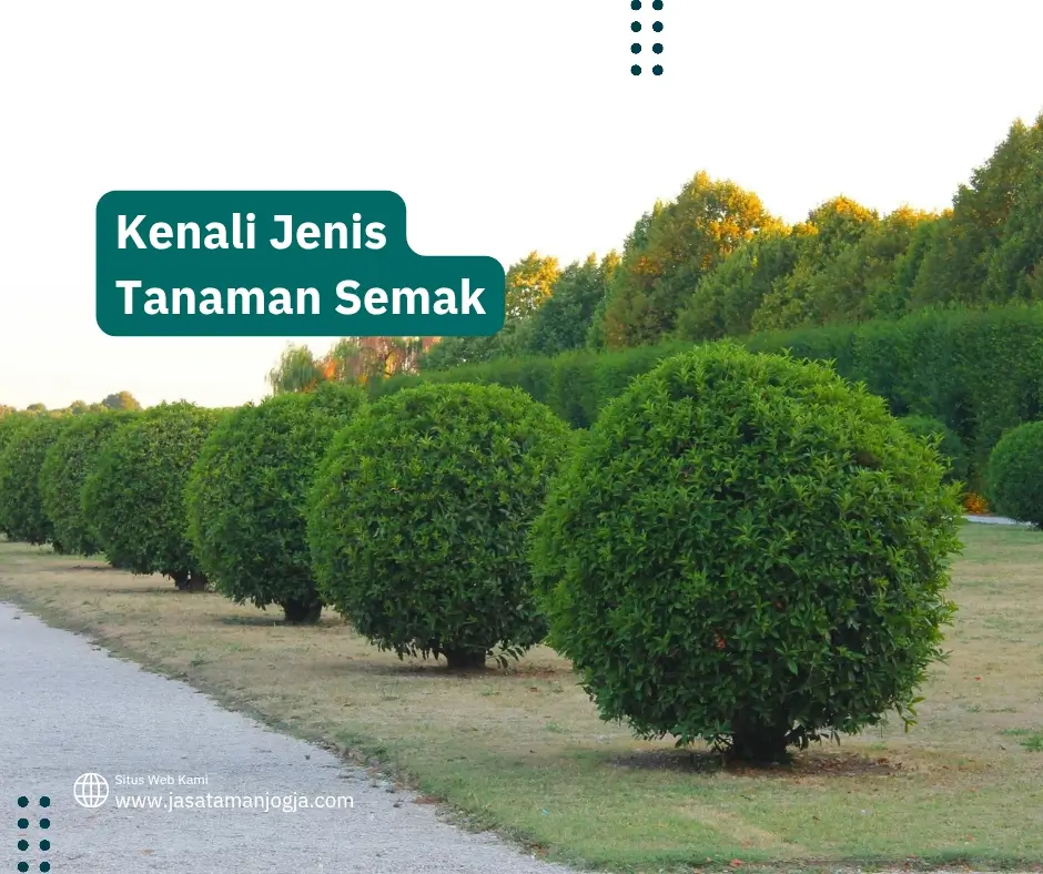 Jenis Tanaman Semak