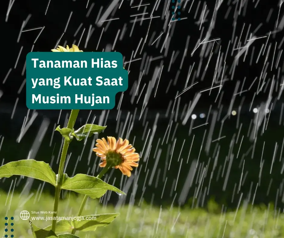 Tanaman Hias yang Kuat Saat Musim Hujan