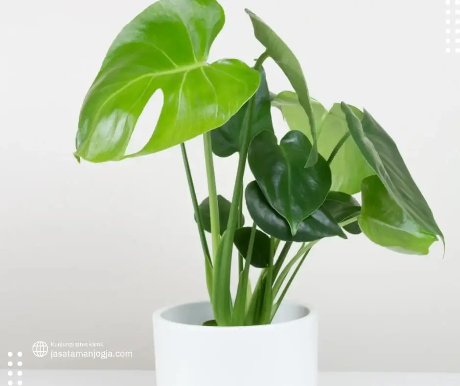 Ketahui 11 Jenis Tanaman Monstera dan Harganya 3 Jenis Tanaman Monstera dan Harganya