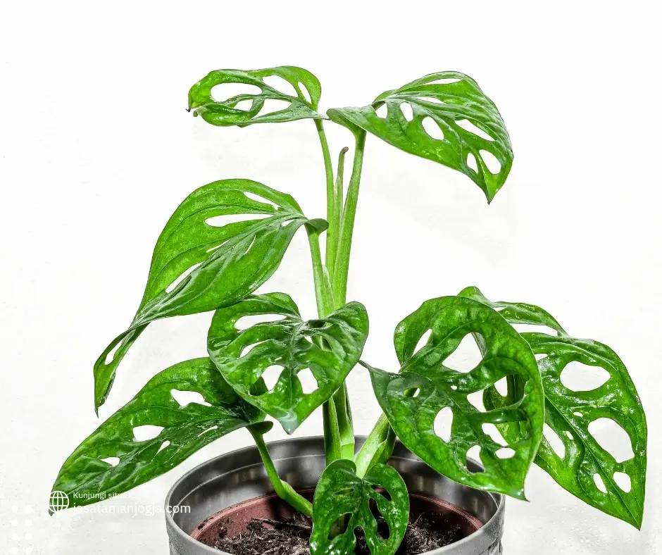Ketahui 11 Jenis Tanaman Monstera dan Harganya 4 Jenis Tanaman Monstera dan Harganya