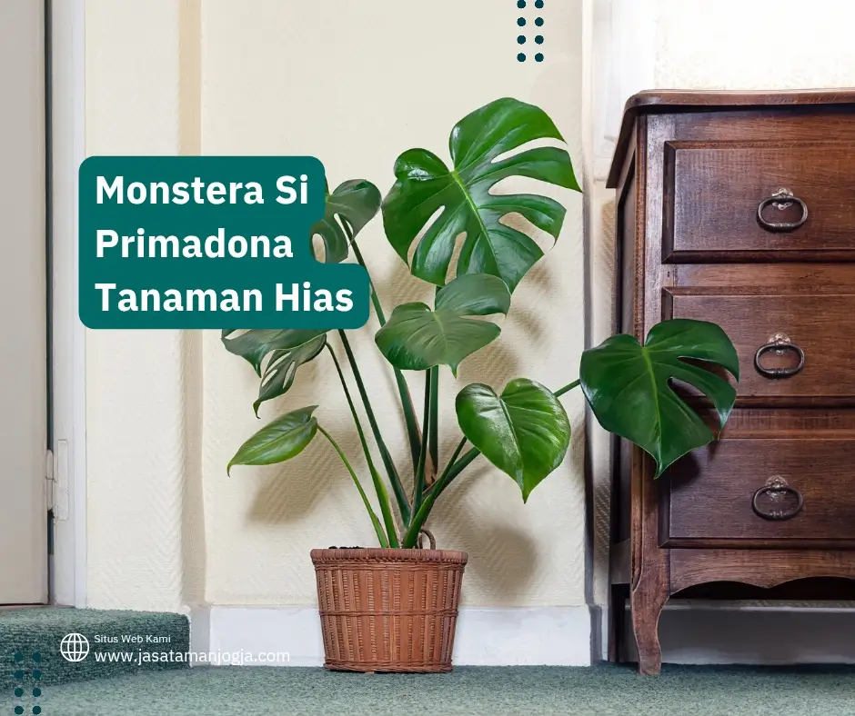Monstera Si Primadona Tanaman Hias