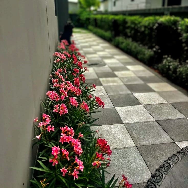 jenis tanaman bunga untuk dekorasi taman